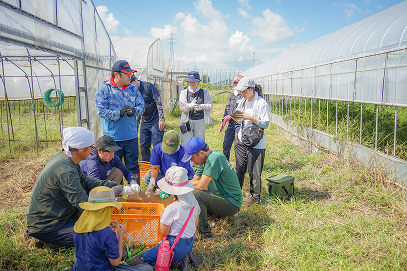 オーガニック野菜の収穫体験
