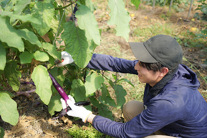 オーガニック野菜の収穫体験