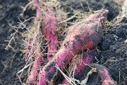 オーガニック野菜の収穫体験