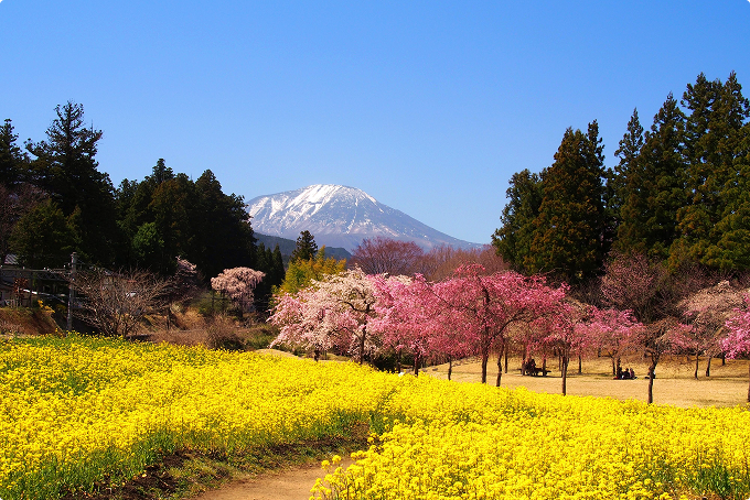 日光だいや川公園の桜